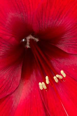 Inside a Red Azalea Flower