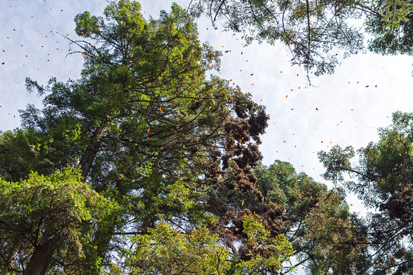 butterflies in trees and above canopy at rosario
