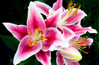 Oriental Lily Closeup in Full Bloom