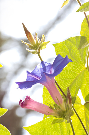 Morning Glory Blooms and Buds