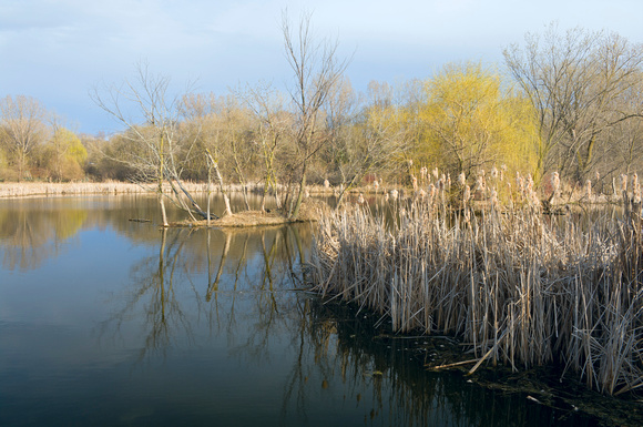 Wetlands Reeds and Trees at Nature Center