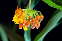 Butterfly Milkweed Blooms and Buds