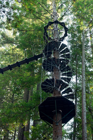 Spiral Staircase on Redwood Tree