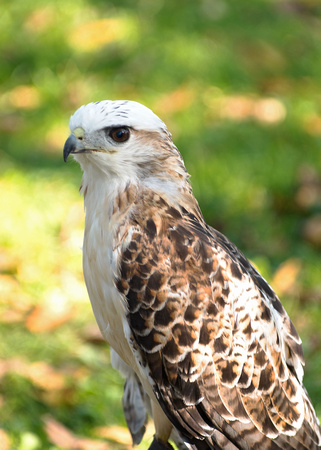Kriders Hawk Profile Against Green