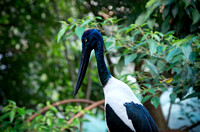 Black-necked Stork Profile