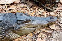 Saltwater Crocodile Closeup