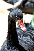 Black Swan Profile