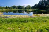 Marshes and Lake at Arboretum