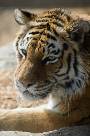 Amur Tiger Full Facial View
