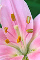 pink daylily in full bloom
