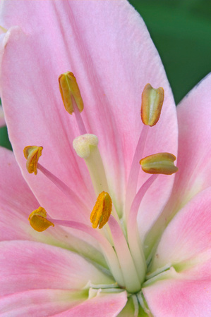 Daylily Flower Closeup