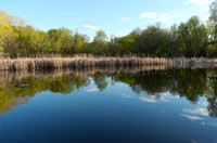 Tree-lined Pond and Reedy Marsh in Spring