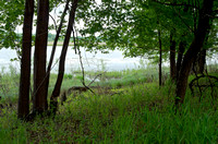 Forest Thicket of Gun Club Lake