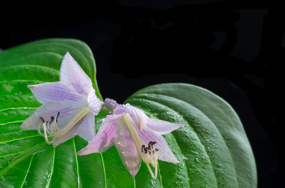 Hosta Leaf and Flowers with Dew