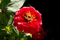 Red Zinnia Flower in Full Bloom