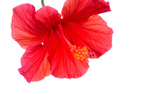 Red Hibiscus Flower Against White