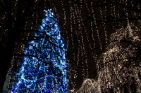 Christmas Tree and Holiday Lights at Rice Park