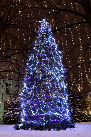 Christmas Trees Illuminated at Rice Park