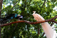 two peacocks perched on limb