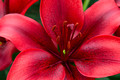 Red Asiatic Lily Closeup