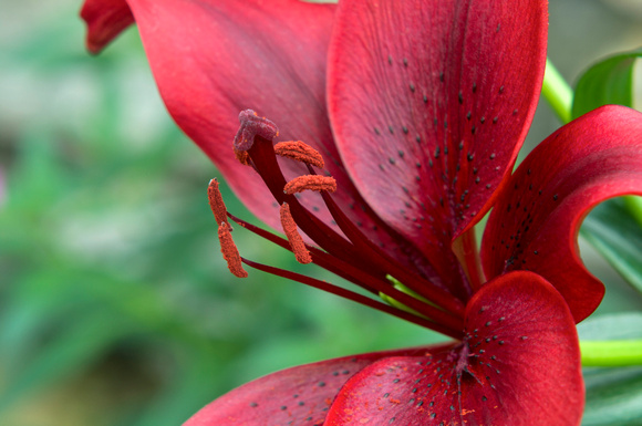 Red Asiatic Lily Petals and Stamens