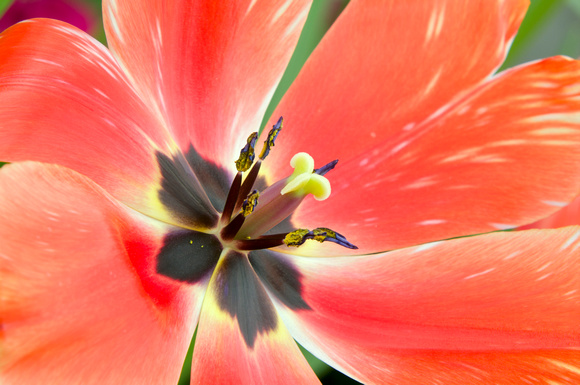 Tulip Flower Petals Stamen and Style