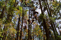oyamel firs filled with monarch butterflies at rosario