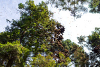 butterflies in trees and above canopy at rosario