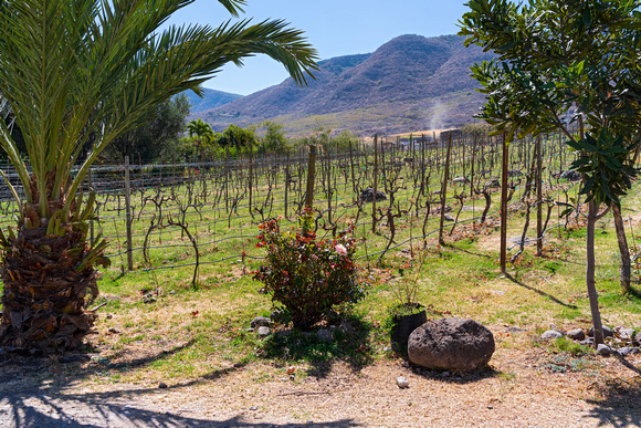 vineyard outside san luis soyatlan mexico
