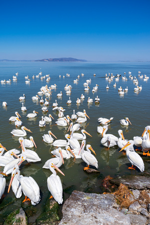 pelicans and lake chapala scenery at petatan