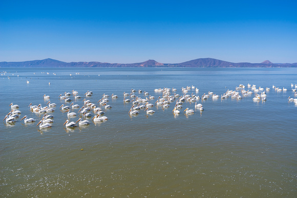 lake chapala and pelicans viewed from petatan
