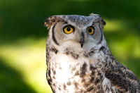 Great Horned Owl Against Green
