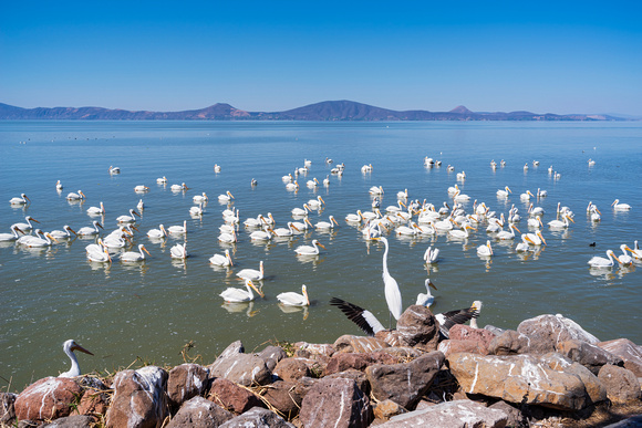 single egret and pelicans on lake chapala at petatan