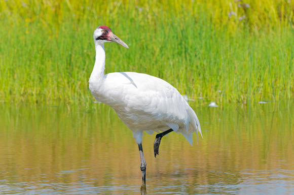 Whooping Crane Wading in Marsh