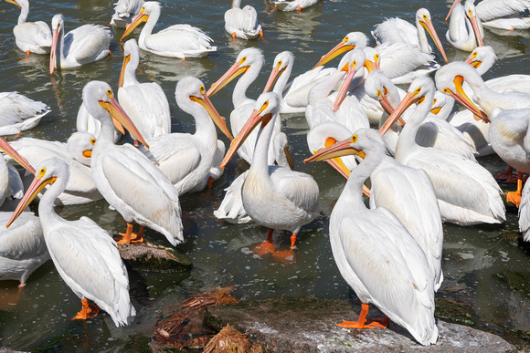 pelicans on lake chapala at petatan
