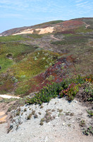 Bodega Head Coastal Ridge