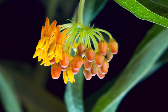 Butterfly Milkweed Blooms and Buds