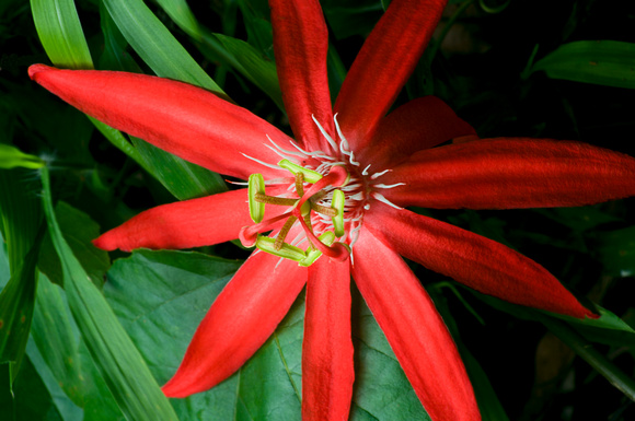 Red Passion Flower in Full Bloom