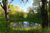 Battle Creek Pond and Forest
