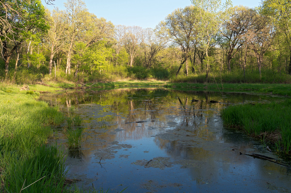 Marshes of Battle Creek Park
