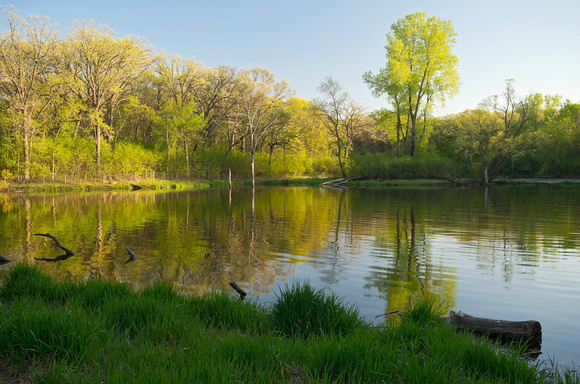 Pond and Lush Forest of Battle Creek Park