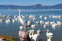 egret perched above pelicans on lake chapala at petatan