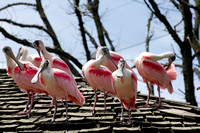 Flock of Spoonbill Birds on Roof