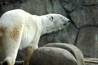 Polar Bear by Rock Wall