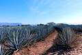 Rows of agave in tequila producing region of Mexico outside of Tequila