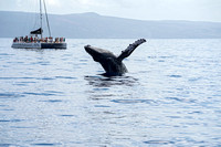 tourists on whale watching boat as whale breaches