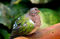 Emerald Dove Profile and Perch