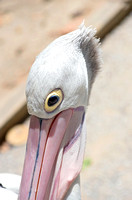 Australian Pelican Closeup