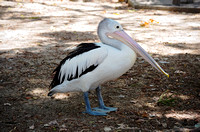 Australian Pelican Full Body