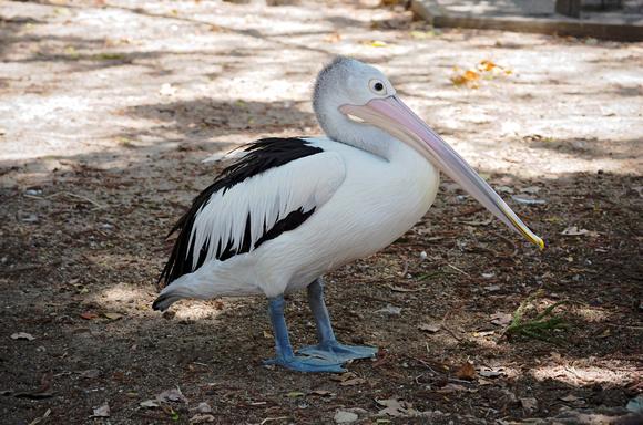 Australian Pelican Full Body
